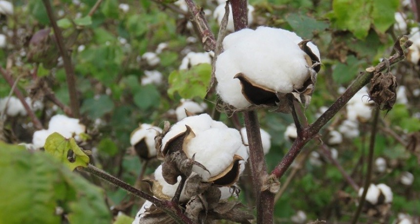 Algodón: presentan la primera variedad con fibras extra largas de la Argentina