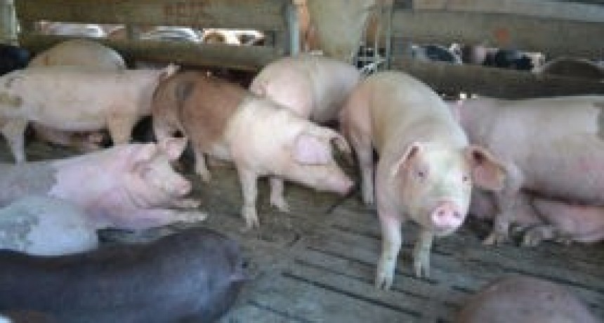 Inseguridad rural en 9 de Julio: Le matan a un pequeño productor varios cerdos por casi 1 millón de pesos