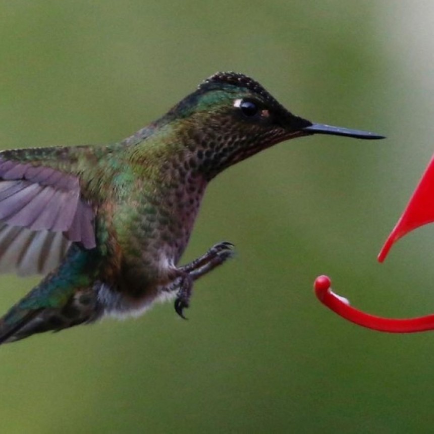 Los colibríes pueden ver colores que los humanos no perciben