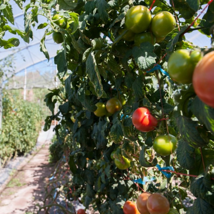 Pautas de manejo para tomate en invernadero
