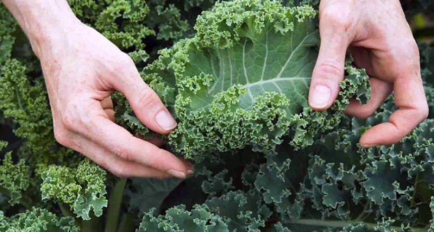 SILVIO LOPAPA | Hoy en nuestra huerta sembramos Kale