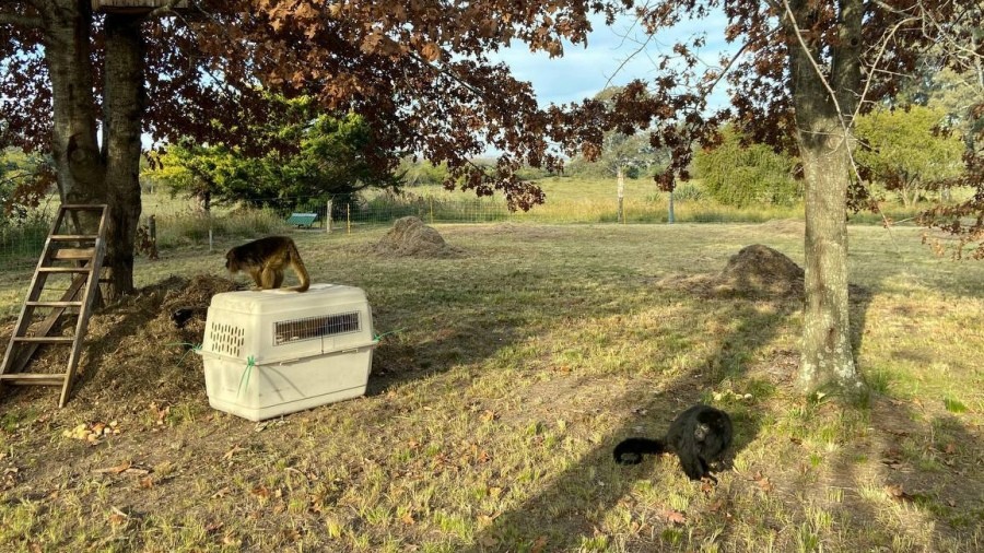 Entre Ríos: trasladaron a dos monos carayá a un santuario natural