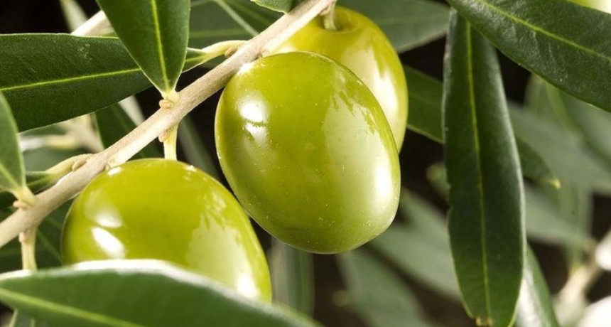 Evalúan 85 variedades de olivo para potenciar el sector