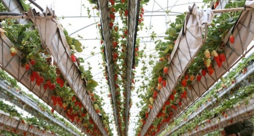 Producen por primera vez frutillas con Hidroponía, un nuevo sistema de cultivo