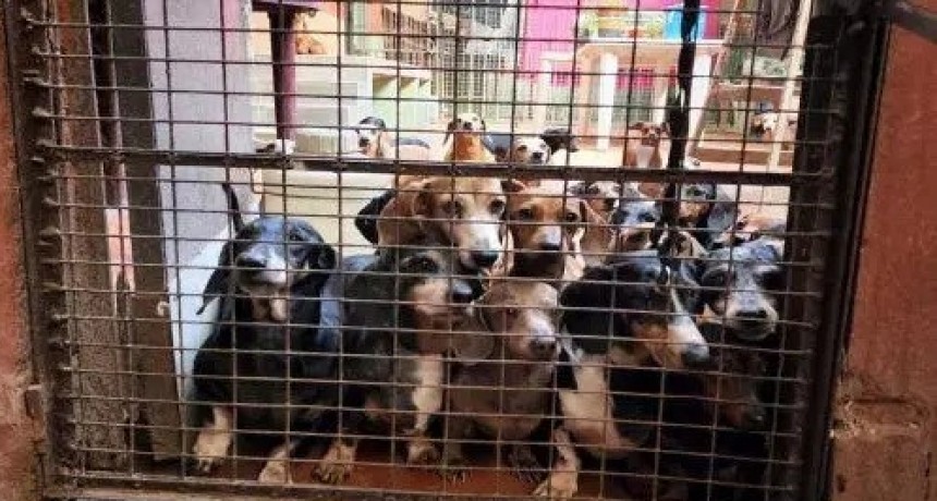 Rescataron a más de 50 perros salchichas en un criadero ilegal de Caballito