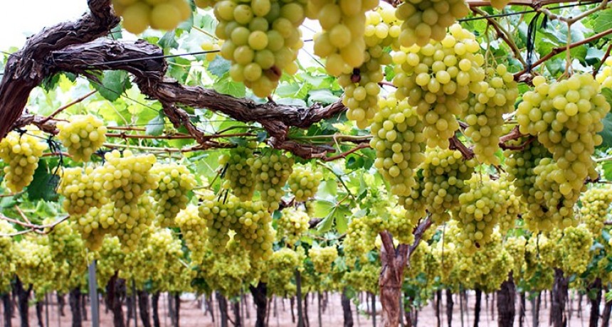 Evalúan el sistema “open gable” para cultivar uvas de mesa
