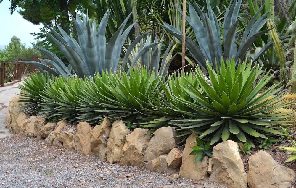 Jardín de cactus, agaves y suculentas