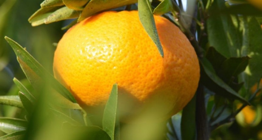 Biotecnología aplicada a la obtención de mandarinas sin semillas