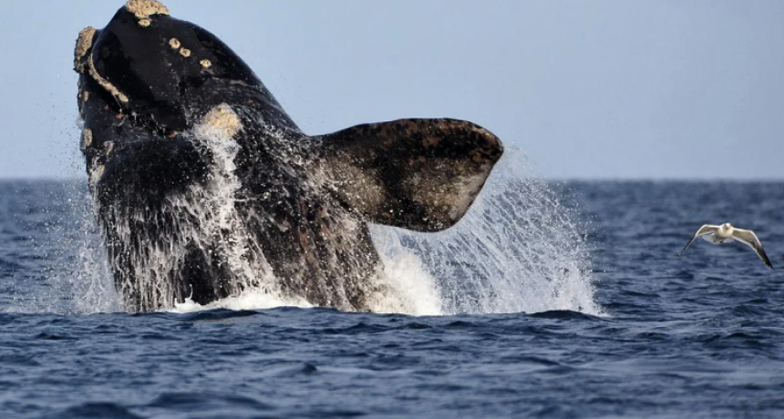 Volvieron las ballenas a las costas de Puerto Madryn
