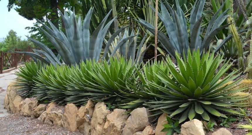 Jardín de cactus, agaves y suculentas