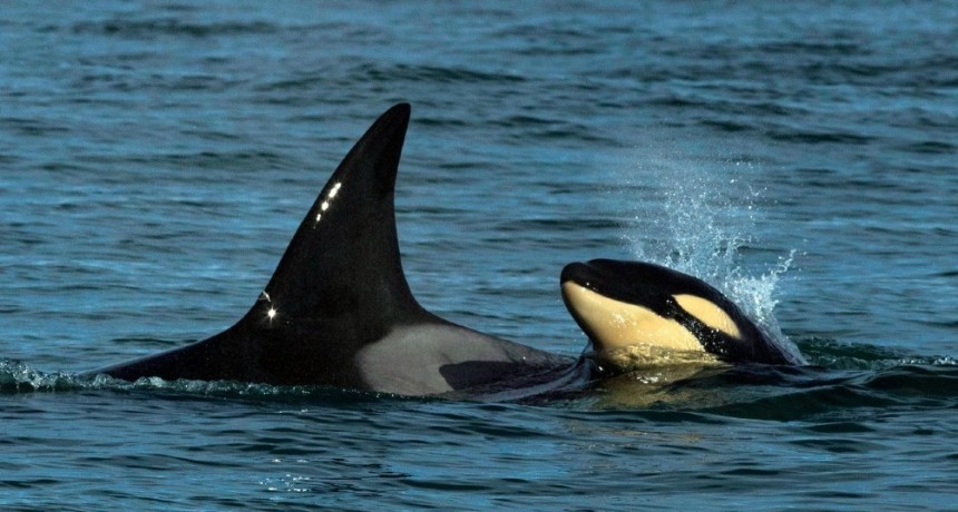 Avistan por primera vez una cría de orcas frente a las costas de Río Negro