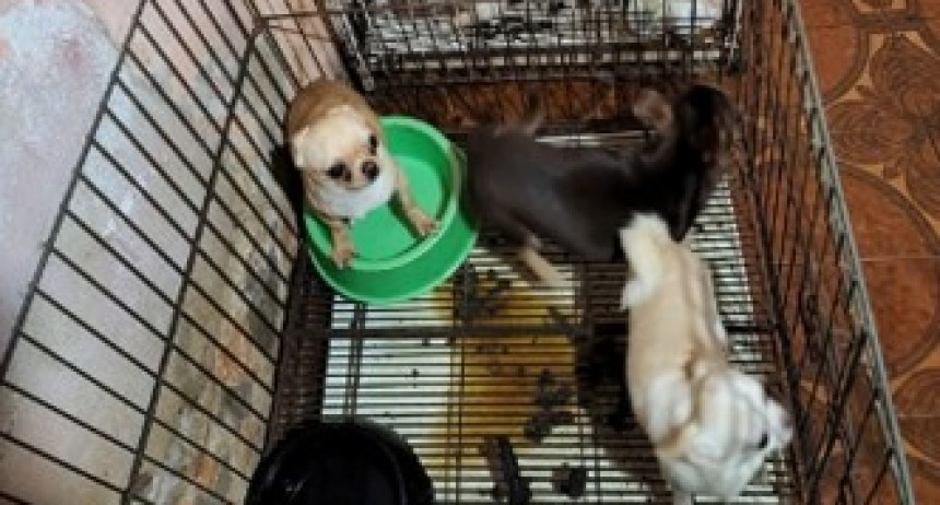Clausuraron un criadero ilegal con 123 perros chihuahuas y detuvieron a una mujer