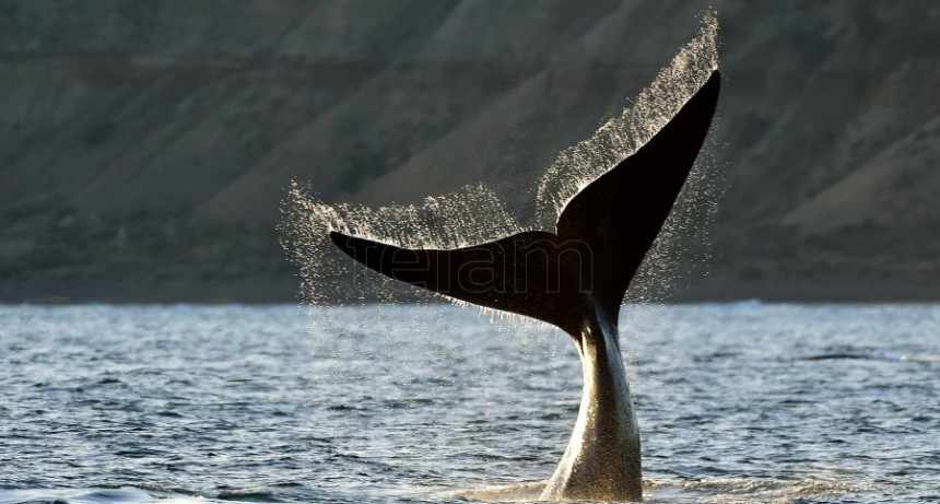 PRIMER CENSO AÉREO 2022 . Registraron 1.031 ballenas en los alrededores de Península Valdés
