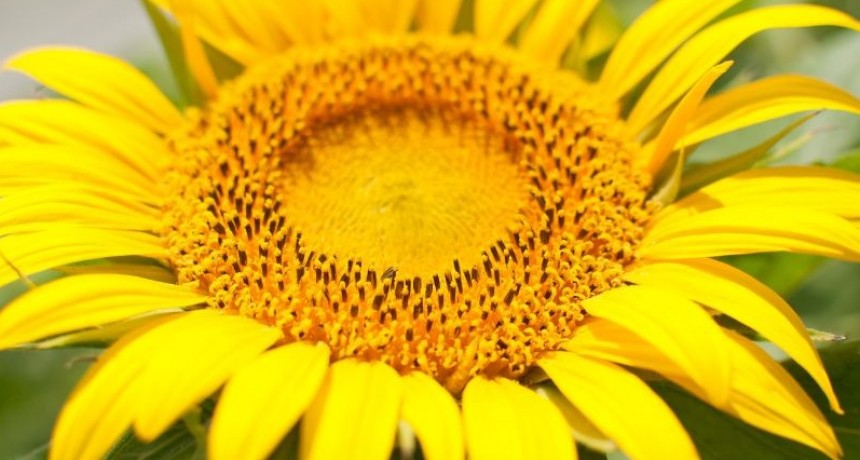 Girasol: investigan cómo maximizar la fotosíntesis para aumentar el rendimiento
