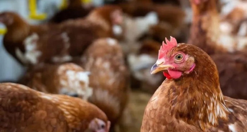 Autorizan los primeros pagos a productores avícolas afectados por influenza aviar