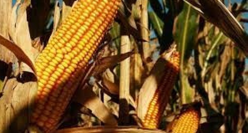 El consumo estimado de maíz 2022/23 para forraje se ajusta a 11,5 Mt