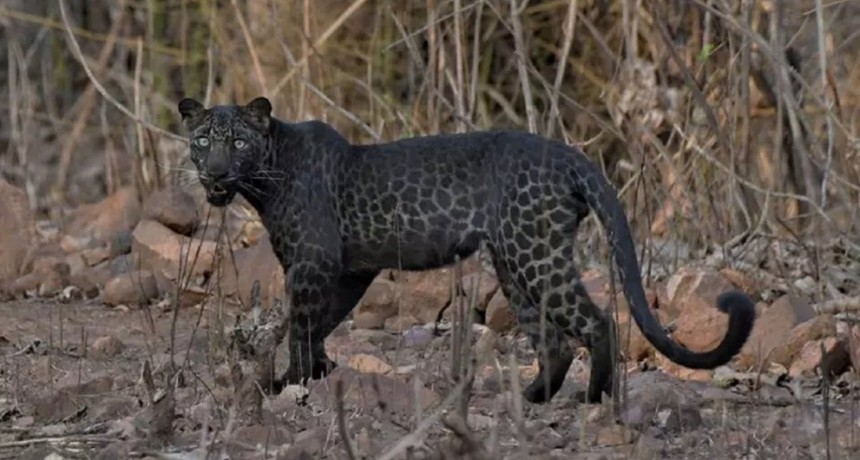 India: vieron a un extraño leopardo negro