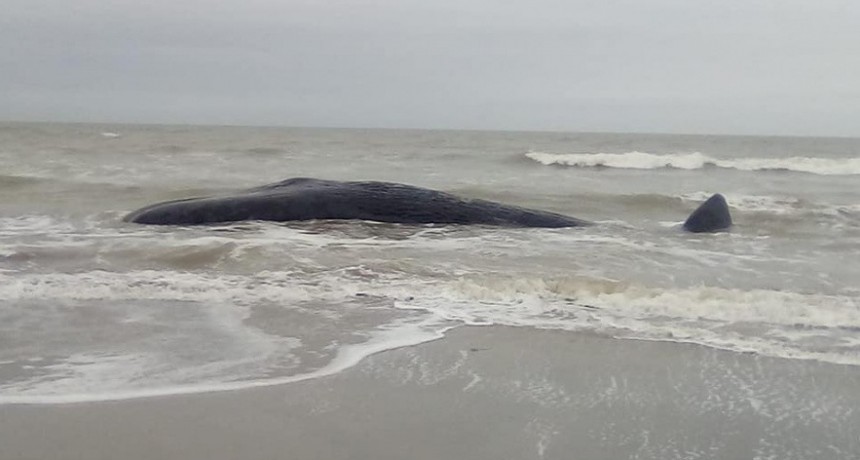 Apareció una ballena muerta a metros de la costa en Camet