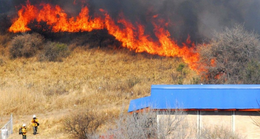 Se queman más de 200 mil hectáreas en la Argentina y el fuego amenaza a varias especies
