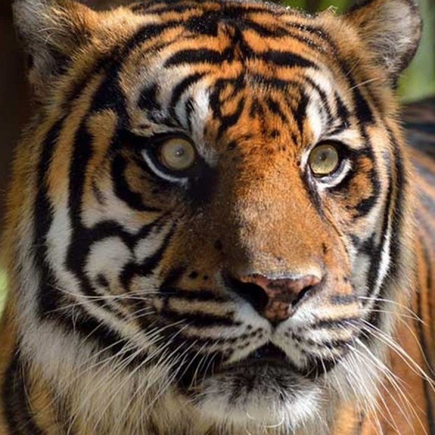 INDONESIA |  Dos tigres de Sumatra se contagiaron coronavirus en un zoológico