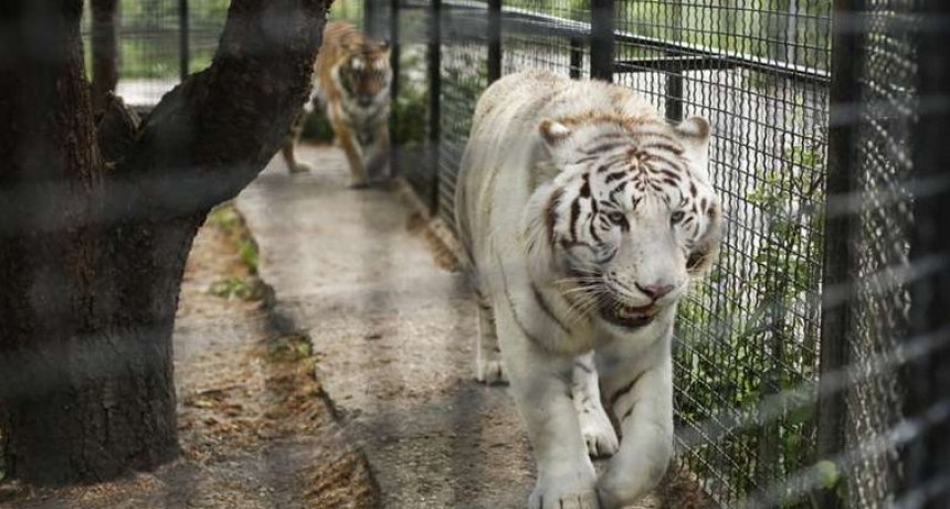 Conmoción en Chile  | Un tigre se escapó de su jaula y mató a una mujer