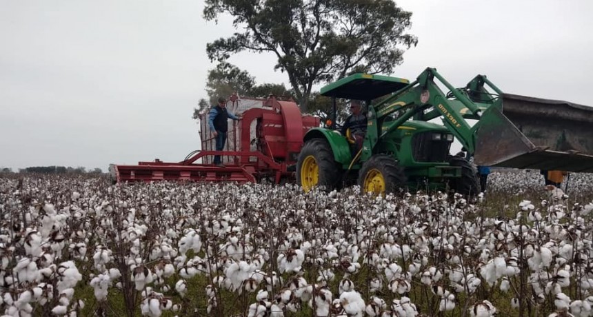 Se realizó la primera cosecha mecánica de algodón en Bragado