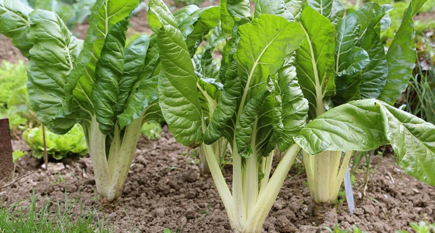 CECILIA SARCO: Acelga una hortaliza versátil y fácil de plantar en la huerta
