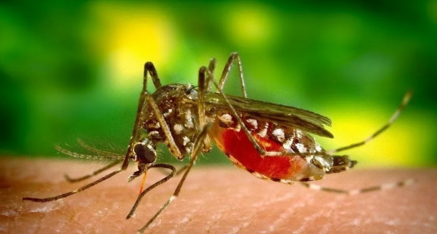Alerta por un caso de dengue en Carlos Tejedor