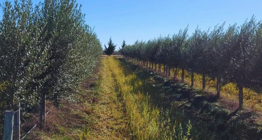 Buenos Aires se fortalece como productor de aceite de oliva de alta calidad