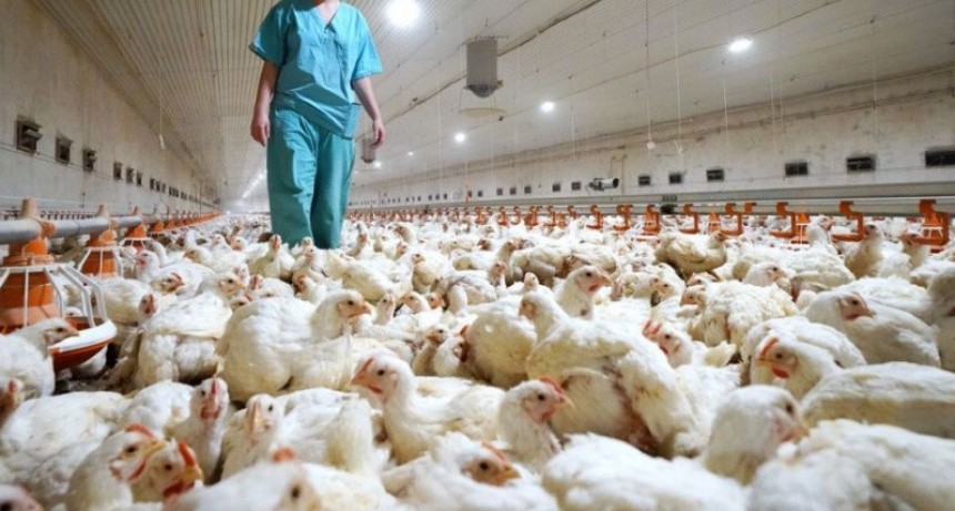 Influenza aviar: La OMSA publicó el informe de declaración de Argentina como país libre