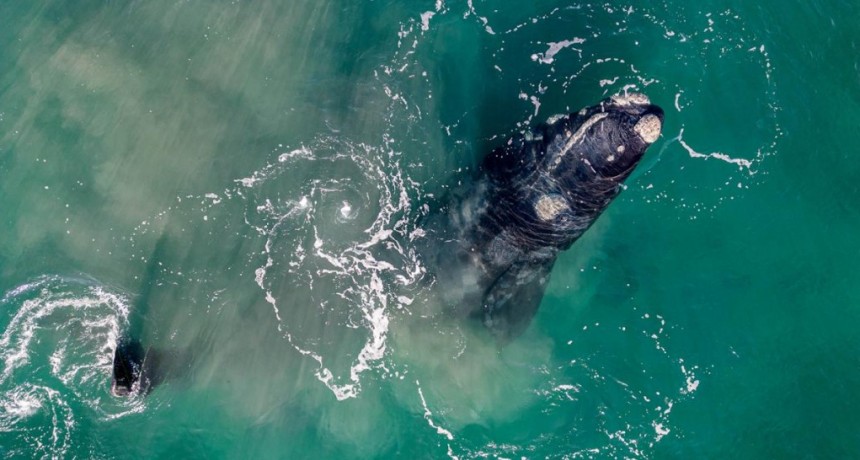 Impactante presencia de ballenas en los golfos de la Península Valdés