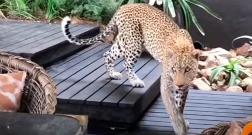 Gran susto | Leopardo busca a su presa en restaurante con clientes
