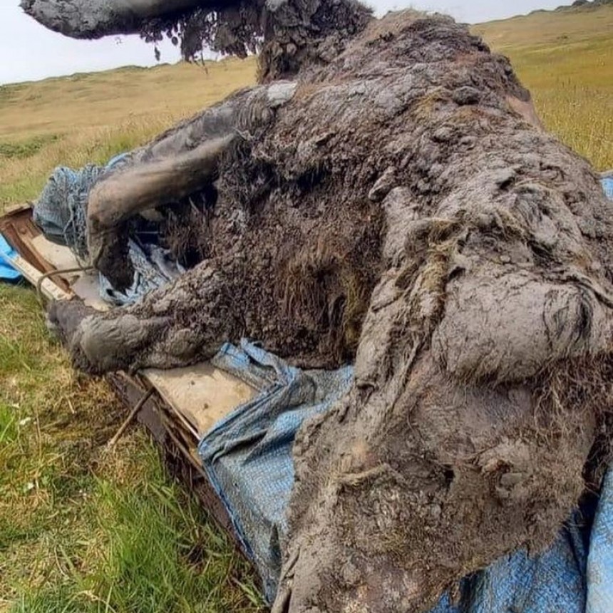 Descubrimiento en Siberia |   Hallan el cuerpo intacto de un oso extinto hace 15 mil años