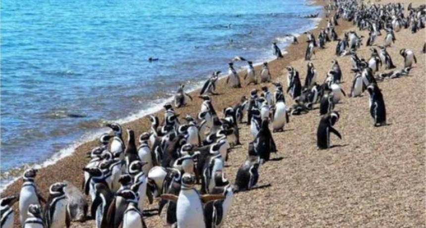 Los primeros pingüinos de Magallanes comenzaron a llegar “sanos y fuertes” a las reservas de Punta Tombo, Cabo dos bahías y Península Valdés