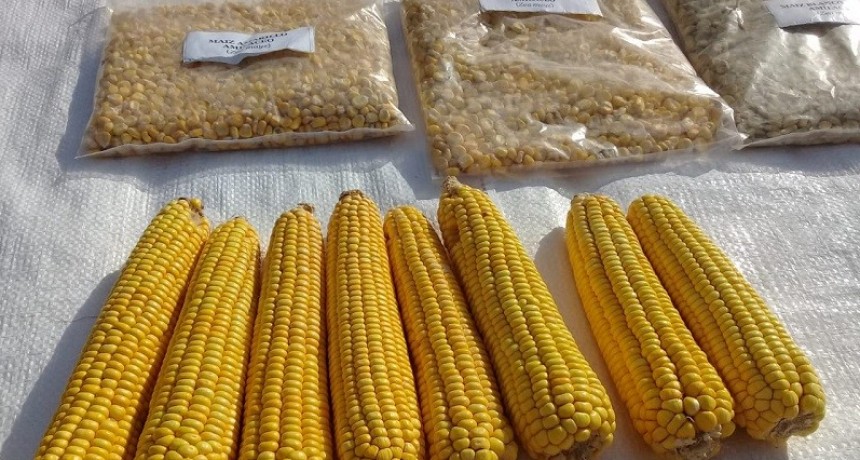 En Formosa, presentan una nueva variedad de maíz amarillo