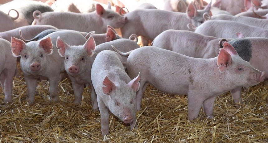 El sector porcino crece en consumo, exportación y producción