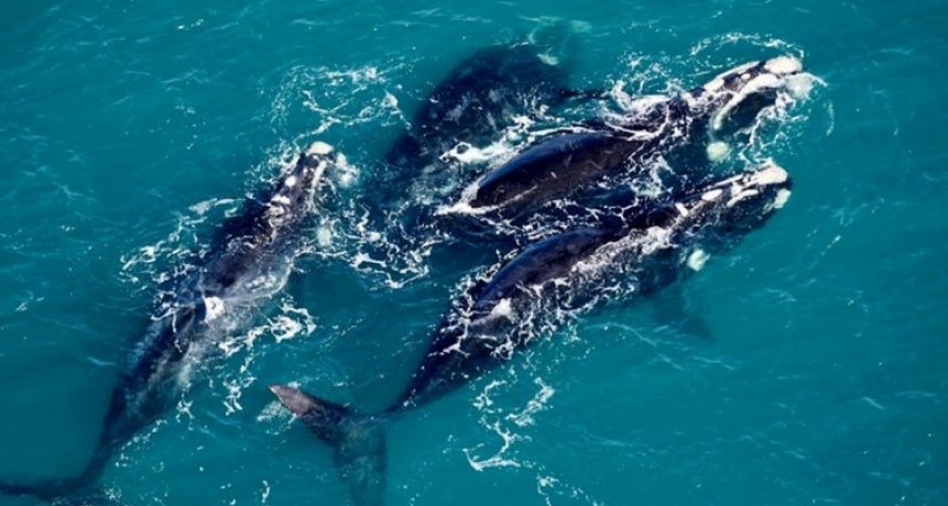 Un reconocimiento fotográfico registró un récord de ballenas en Península Valdés