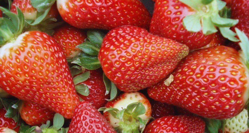 Evalúan el uso de bioinsumos en el cultivo de frutillas