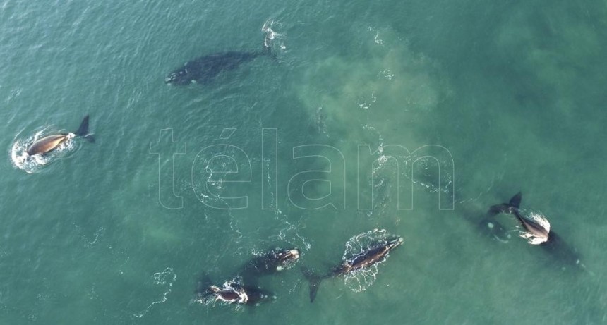 DISMINUYEN POR FALTA DE ALIMENTO | La ballena franca austral, bajo amenaza por el calentamiento de los océanos