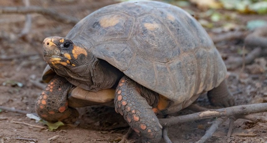 Reingresaron a la tortuga yabotí al Parque Nacional El Impenetrable chaqueño