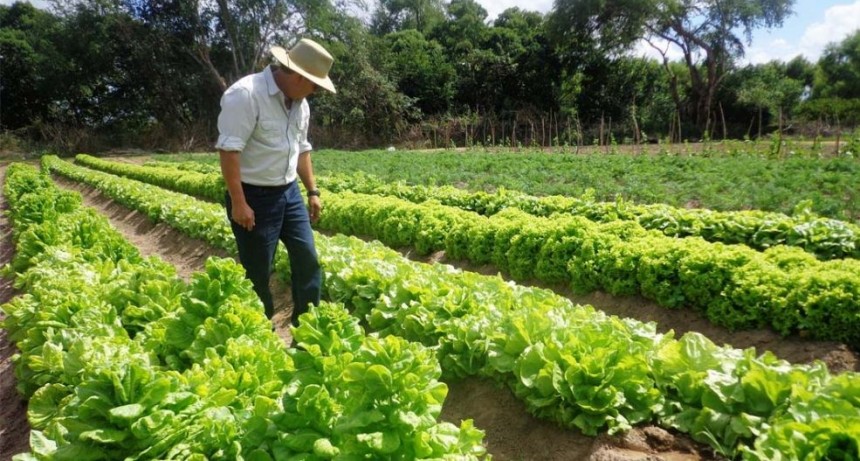 Santa Fe: la horticultura abastece a más de 4 millones de consumidores