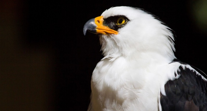MISIONES: Descubren el primer nido de águila viuda para Argentina en un Área Protegida