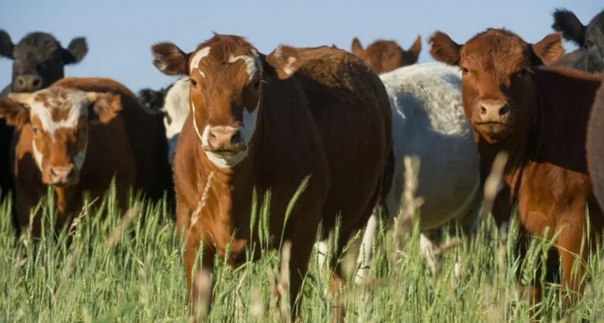 Preocupa la cantidad de vacas que se siguen mandando a faena: ¿hay una liquidación como en 2008?