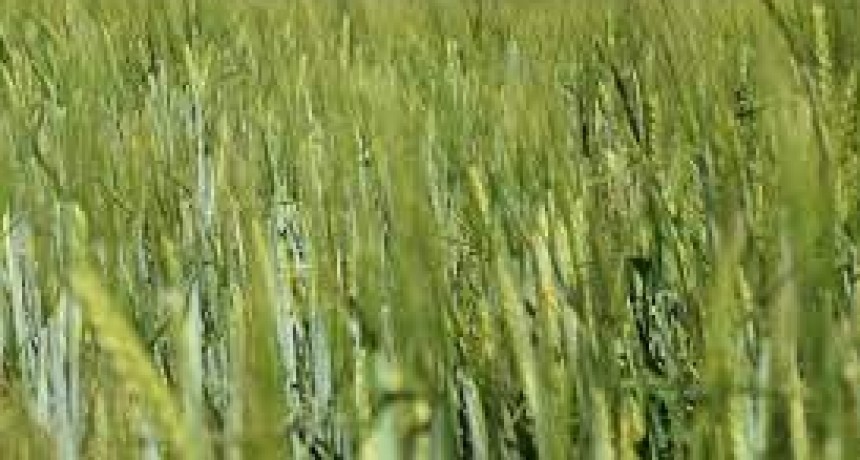 La cebada está sorteando la sequía que afecta a otros cultivos