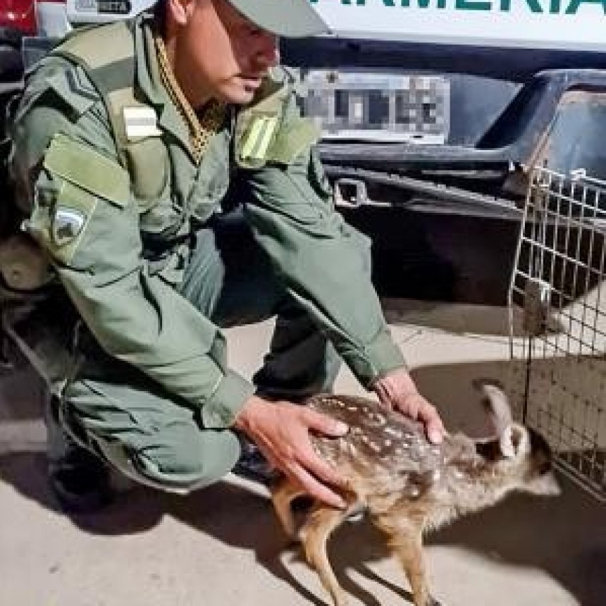 Gendarmería rescató una cría de guazuncho que era trasladada ilegalmente en Formosa