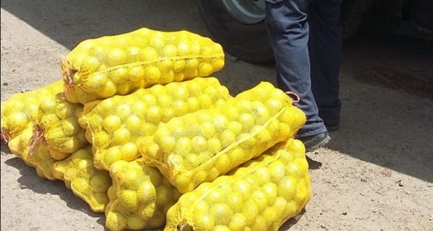 El Senasa evitó que limones sin documentación ingresen al circuito de consumo 