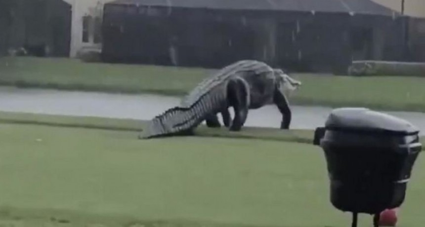 Susto en un campo de golf | Filmaron a un caimán gigante 