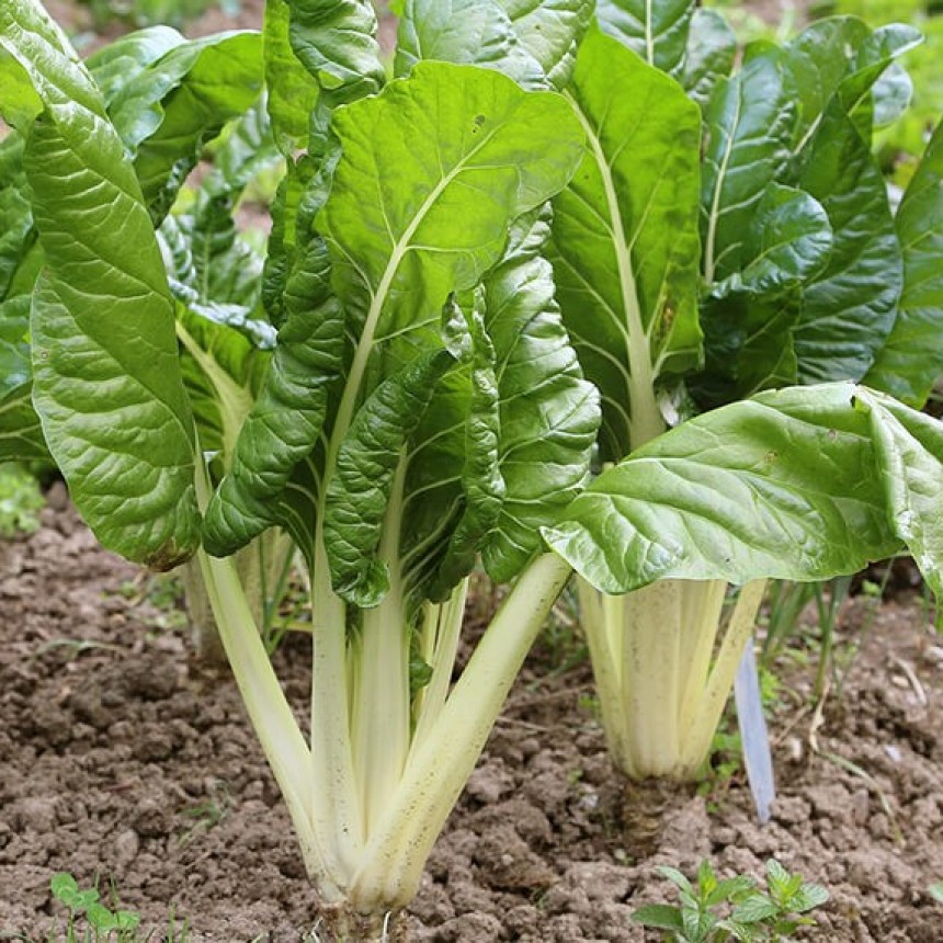 HUERTA EN CASA | Acelga, una hortaliza versátil y fácil de plantar en la huerta By Silvio Lopapa