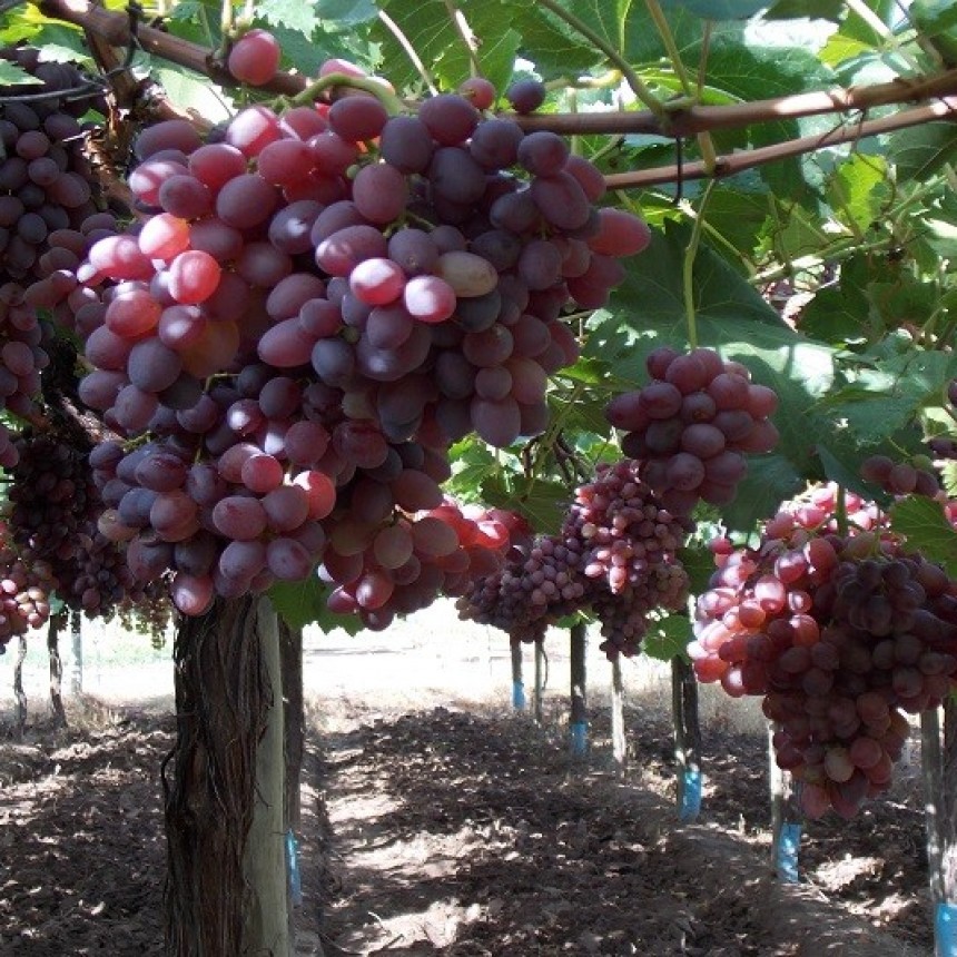 Desarrollan nueve variedades de uva de mesa sin semilla