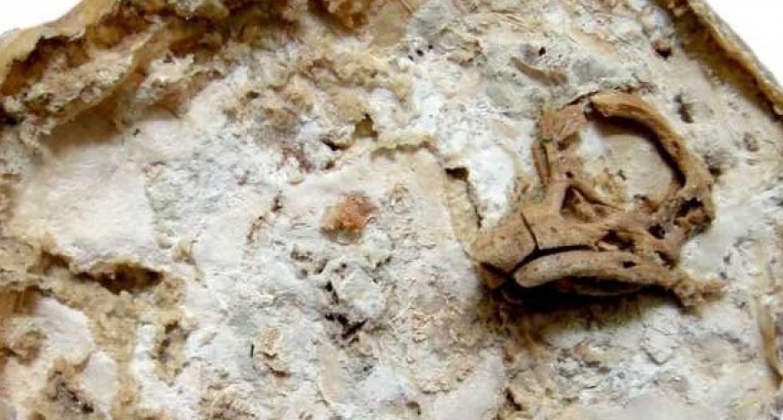 NEUQUÉN Restituyeron un embrión de dinosaurio robado hace 20 años de un sitio arqueológico
